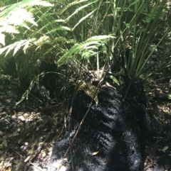 Todea barbara at Bundanoon, NSW - suppressed
