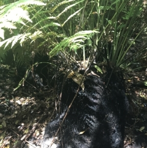 Todea barbara at Bundanoon, NSW - suppressed