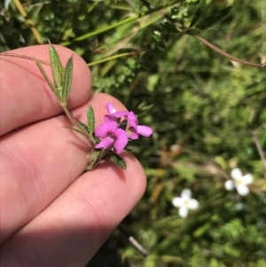 Mirbelia rubiifolia at Bundanoon, NSW - 14 Nov 2021 01:42 PM