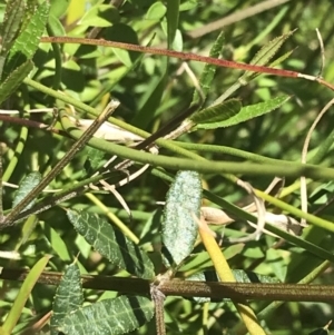 Mirbelia rubiifolia at Bundanoon, NSW - 14 Nov 2021