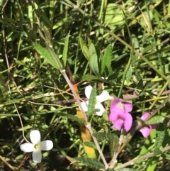 Mirbelia rubiifolia at Bundanoon, NSW - 14 Nov 2021 01:42 PM