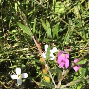 Mirbelia rubiifolia at Bundanoon, NSW - 14 Nov 2021