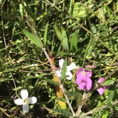 Mirbelia rubiifolia at Bundanoon, NSW - 14 Nov 2021
