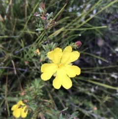 Hibbertia acicularis (Prickly Guinea-flower) at Morton National Park - 14 Nov 2021 by Tapirlord