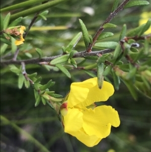 Hibbertia acicularis at Bundanoon, NSW - 14 Nov 2021