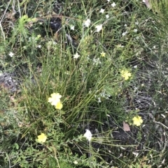 Hibbertia acicularis at Bundanoon, NSW - 14 Nov 2021