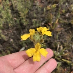 Goodenia glomerata at Morton National Park - 14 Nov 2021 by Tapirlord