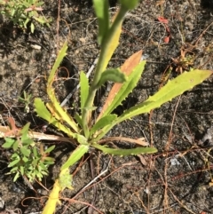 Goodenia glomerata at Bundanoon, NSW - 14 Nov 2021