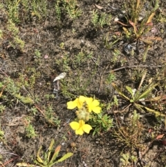 Goodenia glomerata at Bundanoon, NSW - 14 Nov 2021