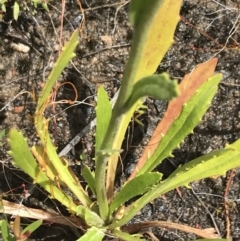 Goodenia glomerata at Bundanoon, NSW - 14 Nov 2021