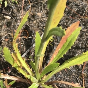 Goodenia glomerata at Bundanoon, NSW - 14 Nov 2021 02:10 PM