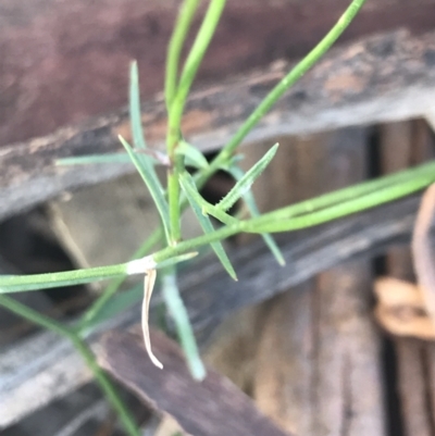 Wahlenbergia capillaris (Tufted Bluebell) at Red Hill to Yarralumla Creek - 30 Nov 2021 by Tapirlord