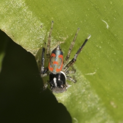 Maratus pavonis (Dunn's peacock spider) at Higgins, ACT - 1 Dec 2021 by AlisonMilton