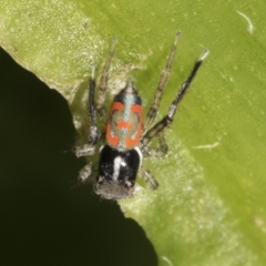 Maratus pavonis at Higgins, ACT - 1 Dec 2021