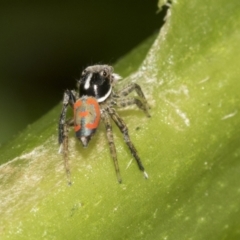 Maratus pavonis at Higgins, ACT - suppressed