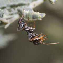 Myrmecia sp., pilosula-group (Jack jumper) at The Pinnacle - 17 Oct 2021 by AlisonMilton