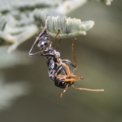 Myrmecia sp., pilosula-group at Hawker, ACT - 17 Oct 2021