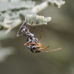 Myrmecia sp., pilosula-group at Hawker, ACT - 17 Oct 2021