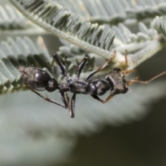 Myrmecia sp., pilosula-group at Hawker, ACT - 17 Oct 2021