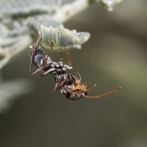 Myrmecia sp., pilosula-group at Hawker, ACT - 17 Oct 2021