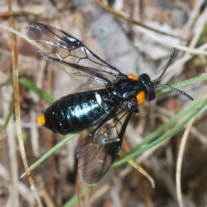 Lophyrotoma sp. (genus) at Rendezvous Creek, ACT - 29 Nov 2021 02:16 PM