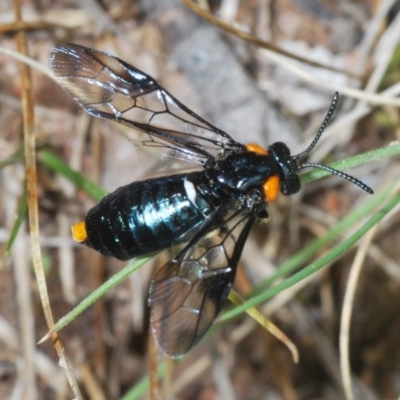 Lophyrotoma cyanea at Rendezvous Creek, ACT - 29 Nov 2021 by Harrisi