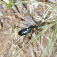 Lophyrotoma sp. (genus) at Rendezvous Creek, ACT - 29 Nov 2021 02:16 PM