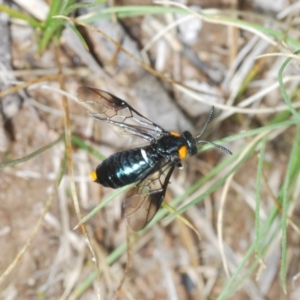 Lophyrotoma sp. (genus) at Rendezvous Creek, ACT - 29 Nov 2021 02:16 PM