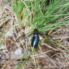 Lophyrotoma sp. (genus) at Rendezvous Creek, ACT - 29 Nov 2021 02:16 PM