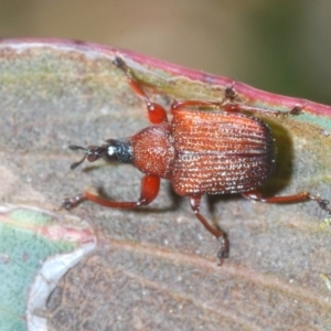 Euops sp. (genus) at Mount Clear, ACT - 29 Nov 2021