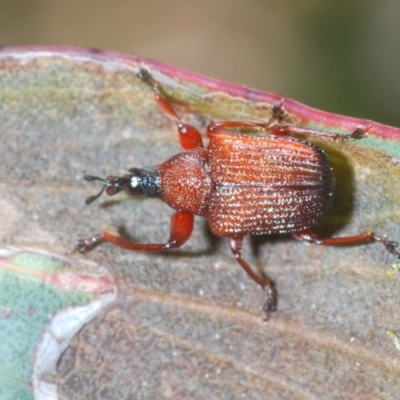 Euops sp. (genus) (A leaf-rolling weevil) at Namadgi National Park - 28 Nov 2021 by Harrisi