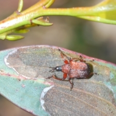 Euops sp. (genus) at Mount Clear, ACT - 29 Nov 2021