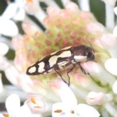 Castiarina decemmaculata (Ten-spot Jewel Beetle) at Namadgi National Park - 2 Dec 2021 by Harrisi