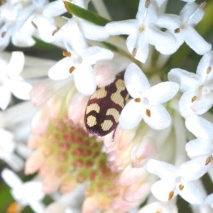 Castiarina decemmaculata at Tennent, ACT - 2 Dec 2021