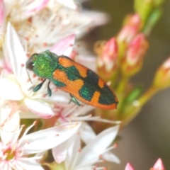 Castiarina hilaris (A jewel beetle) at Tinderry, NSW - 1 Dec 2021 by Harrisi