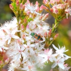 Castiarina hilaris at Tinderry, NSW - 2 Dec 2021