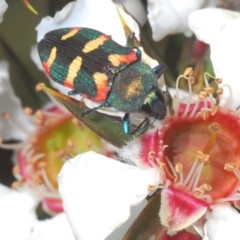 Castiarina sexplagiata (Jewel beetle) at Tinderry, NSW - 2 Dec 2021 by Harrisi