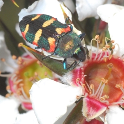 Castiarina sexplagiata (Jewel beetle) at Tinderry Mountains - 1 Dec 2021 by Harrisi