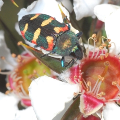 Castiarina sexplagiata (Jewel beetle) at Tinderry Mountains - 2 Dec 2021 by Harrisi