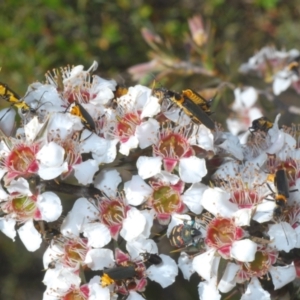 Castiarina sexplagiata at Tinderry, NSW - suppressed