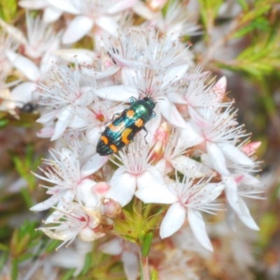 Castiarina flavopicta (Flavopicta jewel beetle) at Tinderry, NSW - 2 Dec 2021 by Harrisi