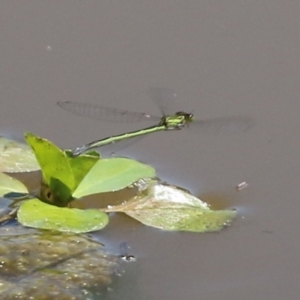 Coenagrionidae (family) at Fyshwick, ACT - 2 Dec 2021 11:59 AM