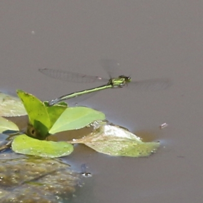 Coenagrionidae (family) (Unidentified damselfly) at Jerrabomberra Wetlands - 2 Dec 2021 by RodDeb