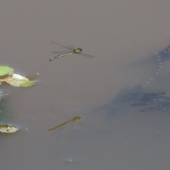 Coenagrionidae (family) at Fyshwick, ACT - 2 Dec 2021 11:59 AM