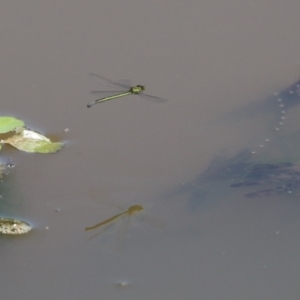 Coenagrionidae sp. (family) at Fyshwick, ACT - 2 Dec 2021