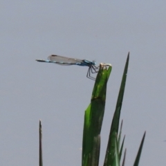 Austrolestes annulosus (Blue Ringtail) at Jerrabomberra Wetlands - 2 Dec 2021 by RodDeb