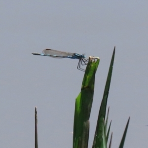 Austrolestes annulosus at Fyshwick, ACT - 2 Dec 2021