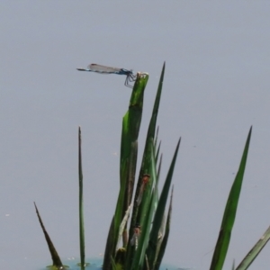 Austrolestes annulosus at Fyshwick, ACT - 2 Dec 2021 11:58 AM