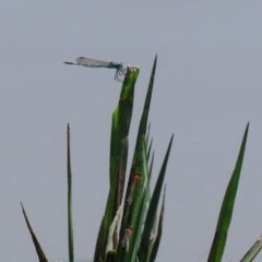 Austrolestes annulosus at Fyshwick, ACT - 2 Dec 2021