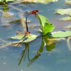 Xanthagrion erythroneurum (Red & Blue Damsel) at Fyshwick, ACT - 2 Dec 2021 by RodDeb